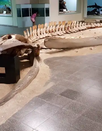 自然史博物館周辺のホテル