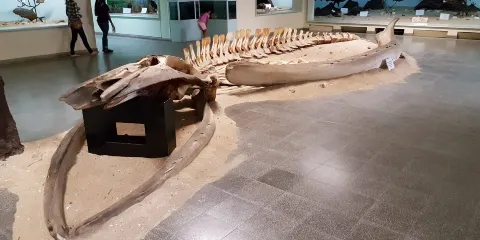 盧安達自然歷史博物館