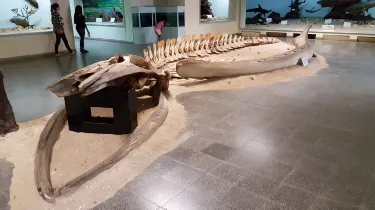 루안다 자연사 박물관