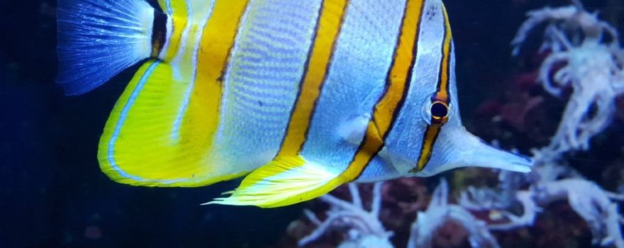 SEA LIFE ブレー水族館