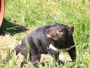 태즈마니안 데벌 언주