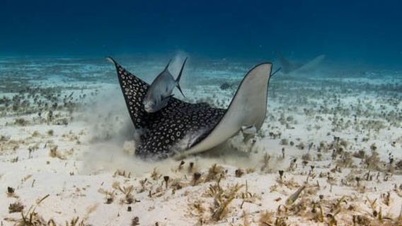 Pelagic Ventures Scuba
