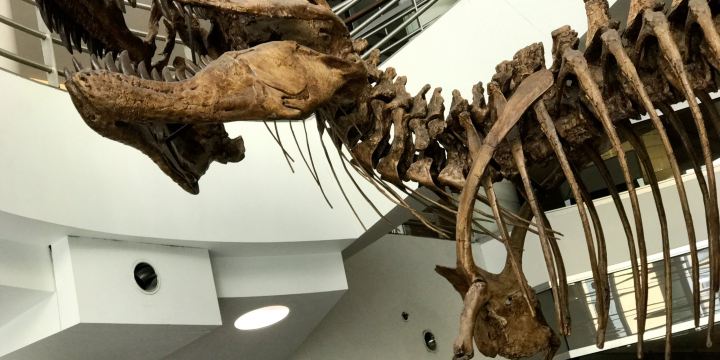 University of California Museum of Paleontology