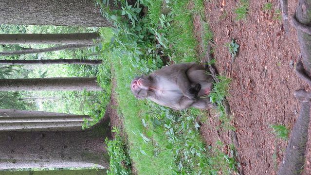 Abenteuer Affenberg tt.