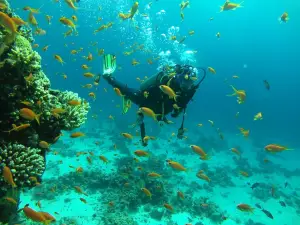 Reef 2000