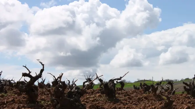 5_Emilio Moro Winery