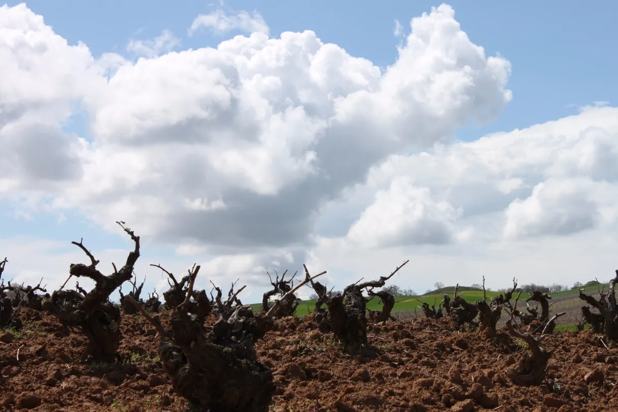 5_Emilio Moro Winery