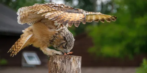 Raptor Foundation