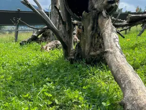 Fauna Zoo