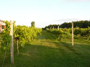 Vesco Ridge Vineyards