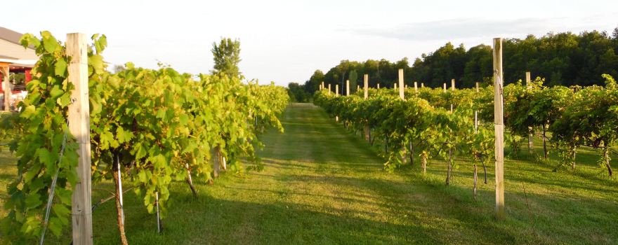 Vesco Ridge Vineyards