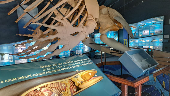 Whale Museum