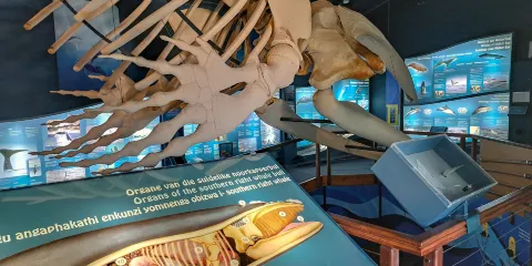 The Whale House Museum
