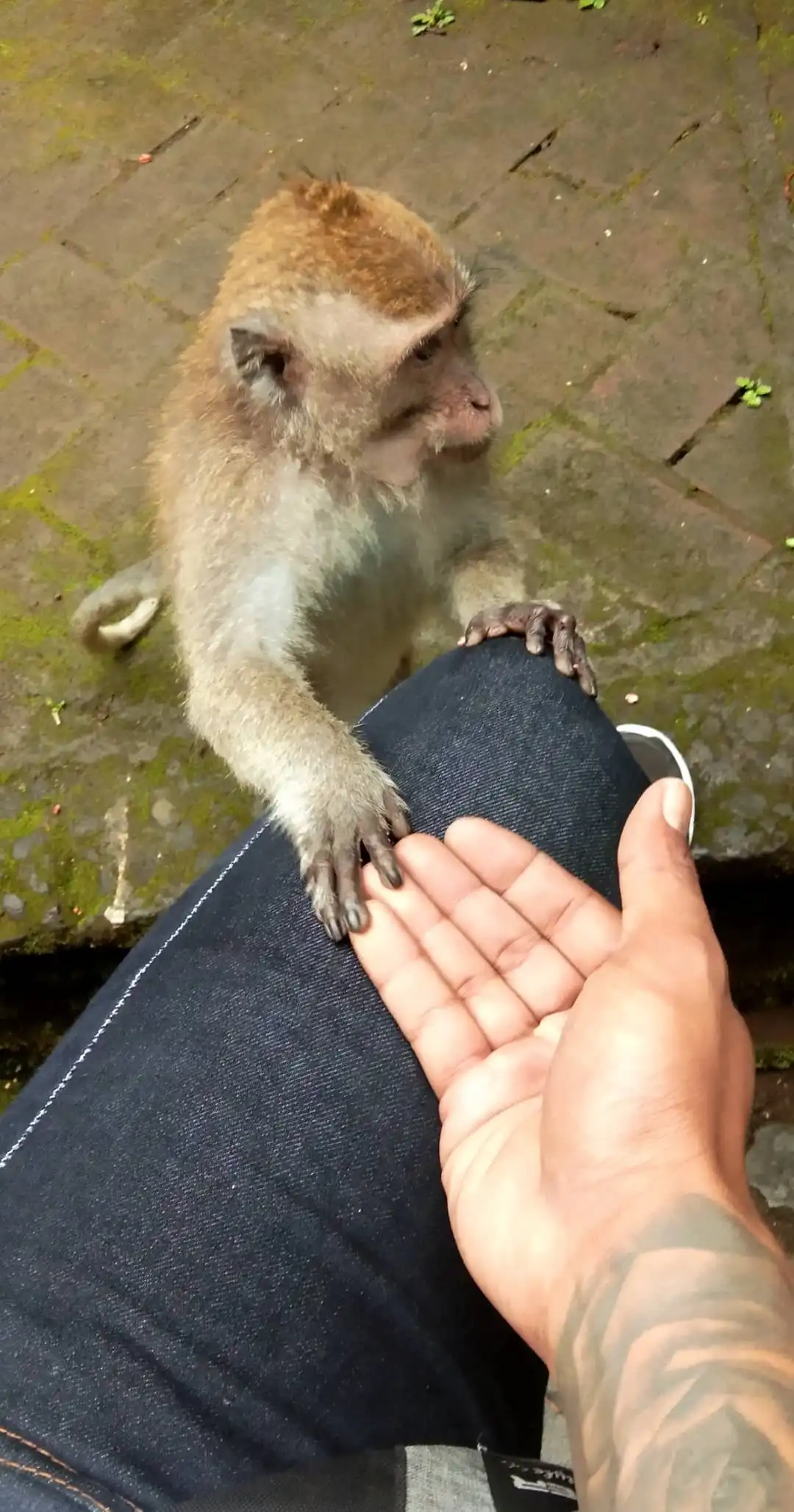 Hotel dekat Pura Pucak Tedung