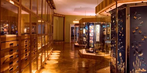 The World of Insects