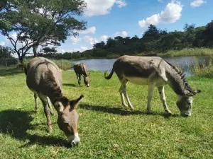 Twala Trust Animal Sanctuary