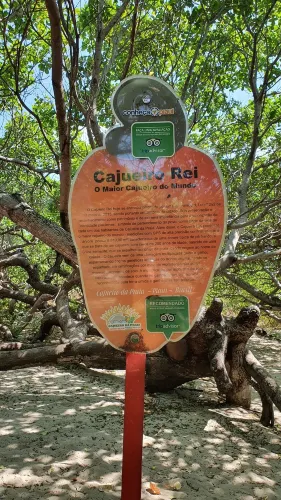 Cajueiro da Praia