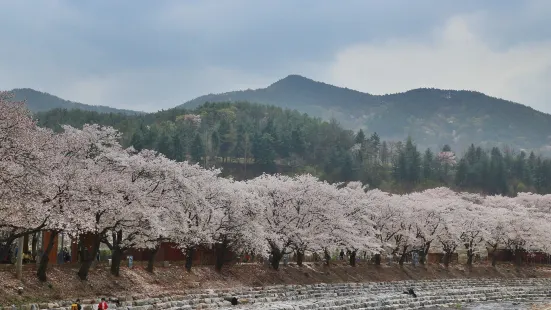 Suanbo Cherry Blossom Road