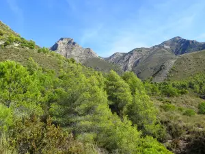 Fuente del Esparto