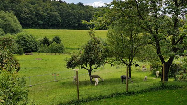 Cria Valley Alpacas