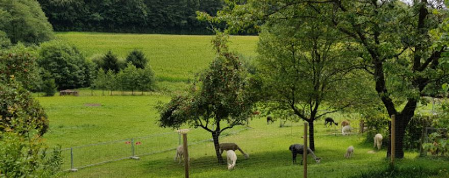 Cria Valley Alpacas