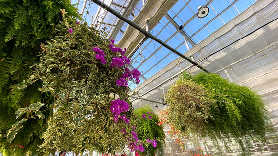 体感植物温室 スーパーファーム