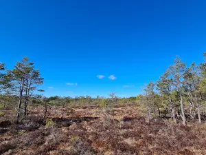Risön Florarna