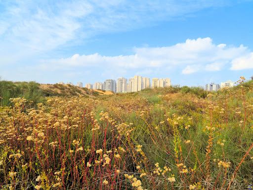 Ashdod Sand Dune