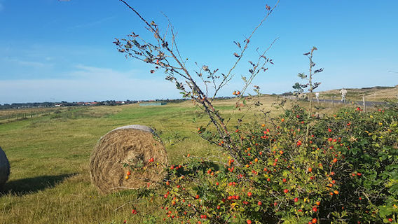 Seedeich/Deichschart (Treffpunkt Wattwanderung)