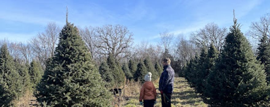 Brewery Hill Christmas Trees