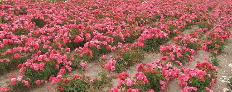 RosaĆwik | School roses, ornamental shrubs and trees