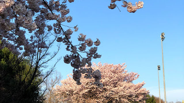 Boundless Playground