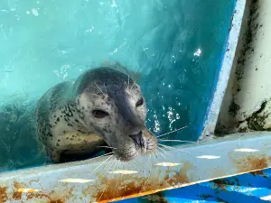 Wakkanai Aquarium