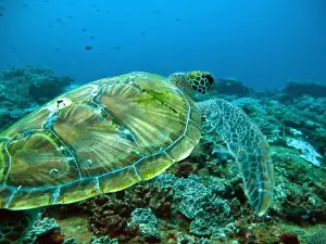 Blowing Bubbles Diving