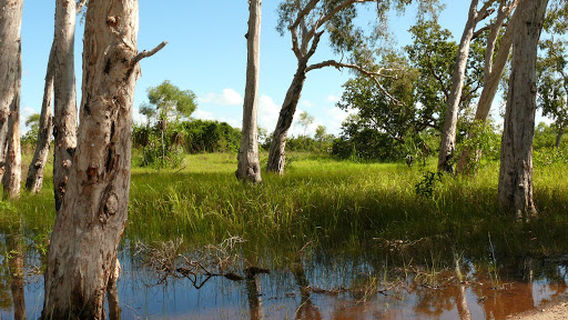 Crocodile Creek (Lombuy)