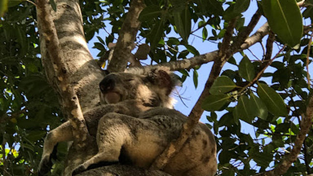 Centenary Park Playground