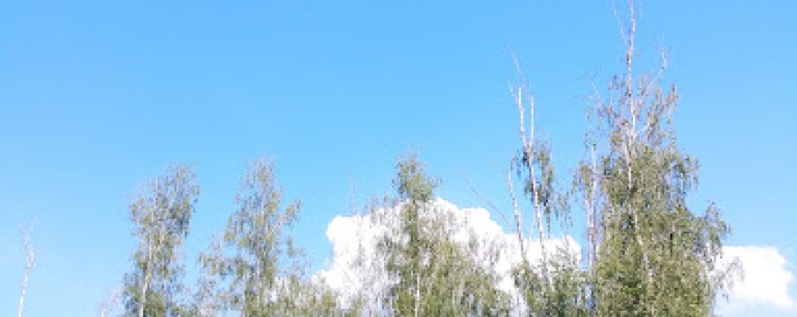 The park "Birches"