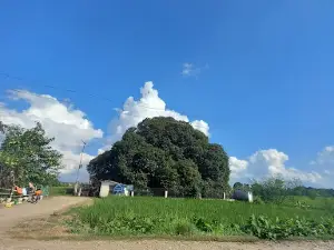 Pakari Tree