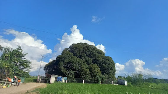 Pakari Tree