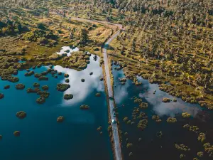 Icacos Wetlands