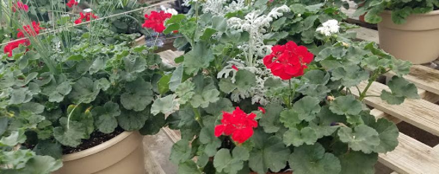 Faery's Plant Market Inc