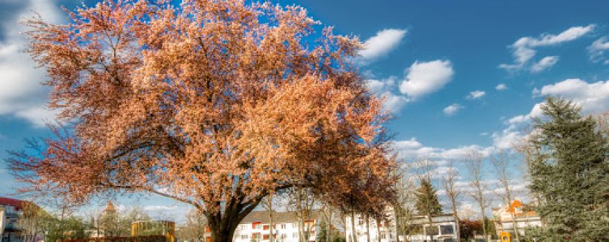 Kurpark Bad Hersfeld