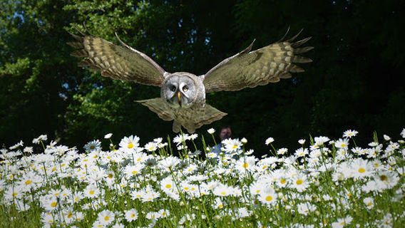 Stichting Wings of Change