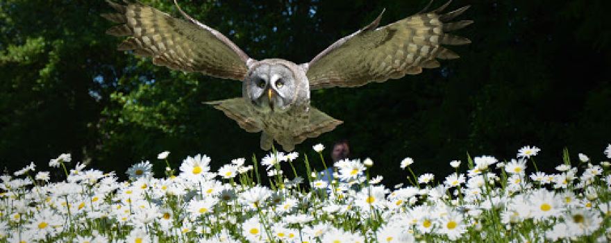 Stichting Wings of Change