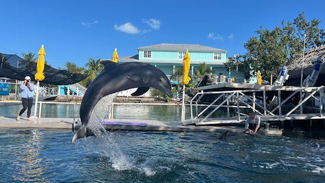 Island Dolphin Care