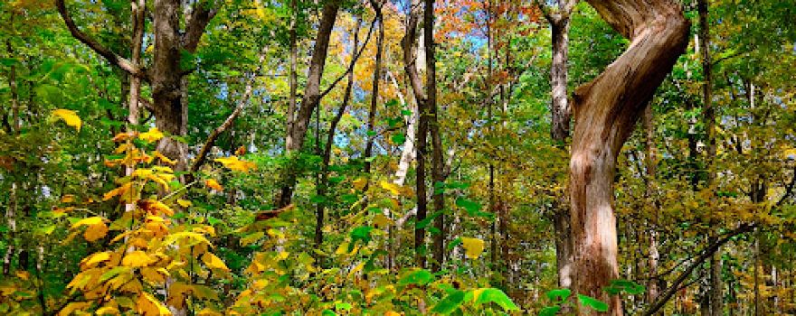 Tracy Ridge Campground