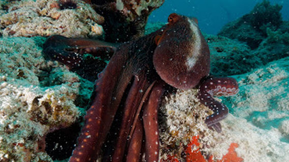 DiveTime Zanzibar - Jambiani