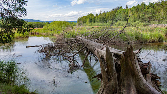 Naučná stezka Olšina