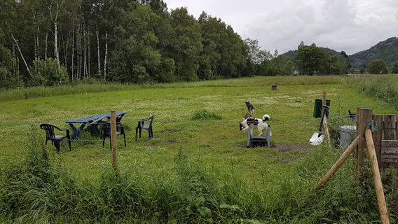 Rinneveien Hundegård