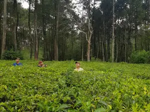 Hutan Pinus Rahong